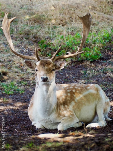 Spotted fallow deer resting on the ground and looking directly at the camera with large antlers in a natural woodland setting.
