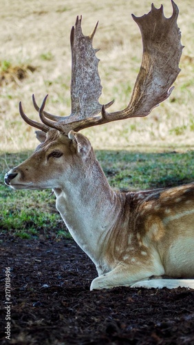 Canvastavla Close side profile of a fallow deer resting in woodland with antlers and a natural blurred background