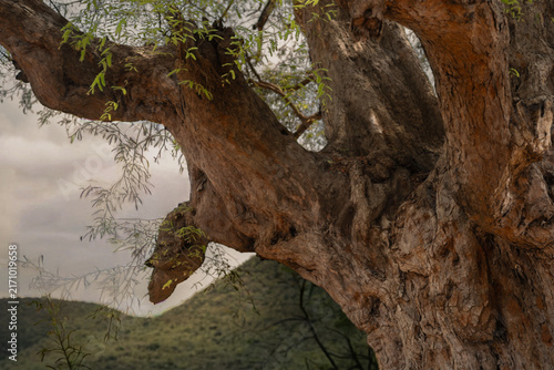 Quadro su tela tree trunk with green moss
