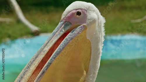 Close-up of great white pelicans with large yellow beaks resting in a zoo aviary behind protective glass.