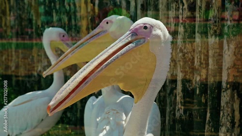 Close-up of great white pelicans with large yellow beaks resting in a zoo aviary behind protective glass.