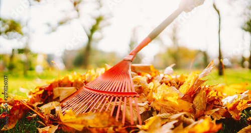 Fotografie Volunteer rakes colorful leaves into a pile in a sunny park