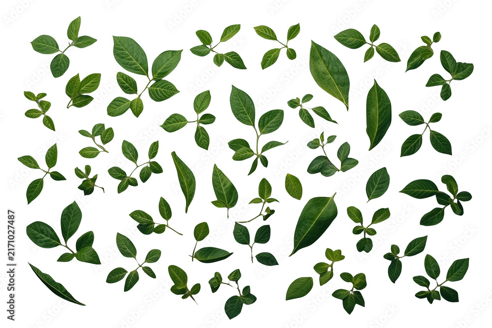 Obraz premium Rectangular border of scattered fresh green leaves