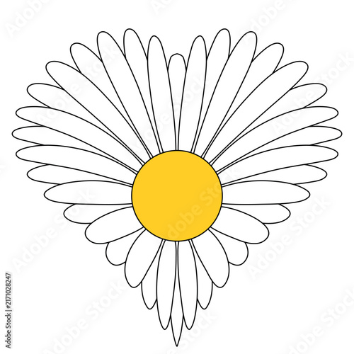 White daisy petals heart shape floral bloom yellow center closeup