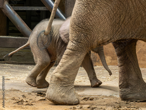 Photography Elefant