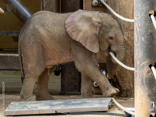 Photography Elefant