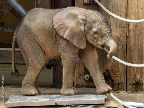 Photography Elefant