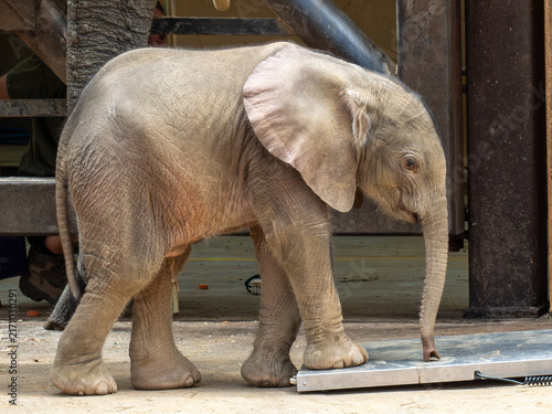 Photography Elefant