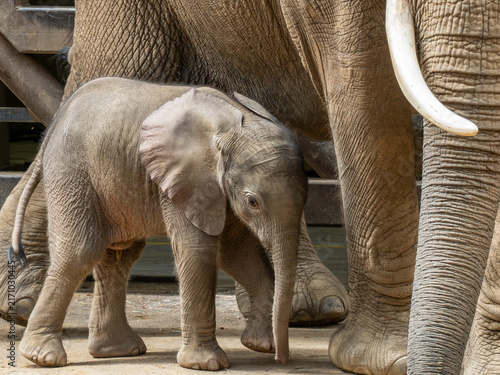Photography Elefant