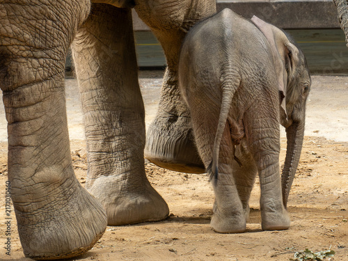 Photography Elefant