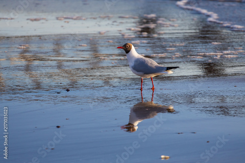 Foto Solitary black headed gull standing on wet sand shoreline with perfect reflectio