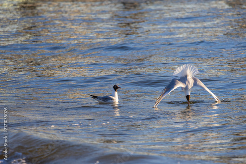Black headed gull diving headfirst underwater for food near another floating bird