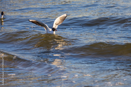Fotografie Black headed gull spreading wings gracefully while floating on calm ocean waves