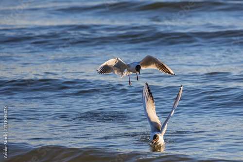 Принти на полотні Two seagulls competing for fish in ocean water with dramatic wing positioning
