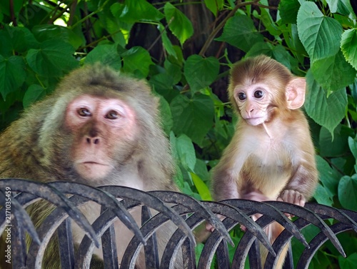 Canvastavla Rhesus macaques in Manali Park