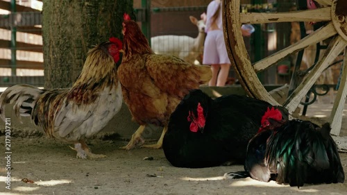 Beautiful roosters and hens resting in the shade near a rustic vintage wagon wheel on a sunny farmyard.