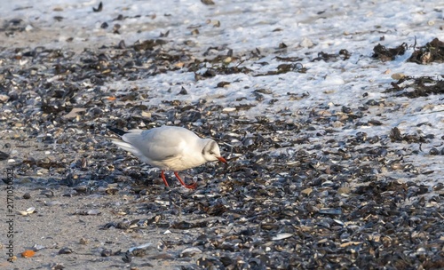 Canvastavla Black-headed Gull (Chroicocephalus ridibundus) in winter plumage, at the Oresund coast in southern Sweden