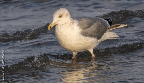 Quadro su tela European Herring Gull (Larus argentatus) adult, at the Oresund coast in southern Sweden