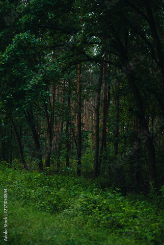Fotografie Dense pine and deciduous forest interior with thick green undergrowth on an overcast summer day
