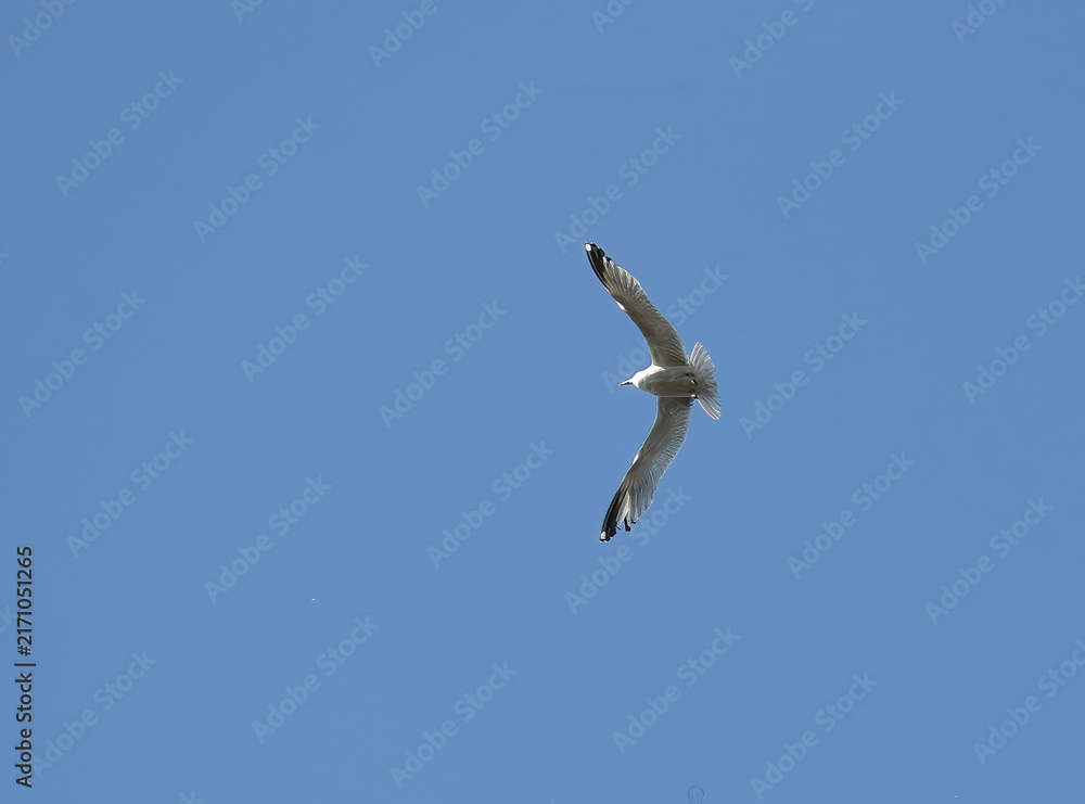 Fototapeta premium gull soaring in the blue sky