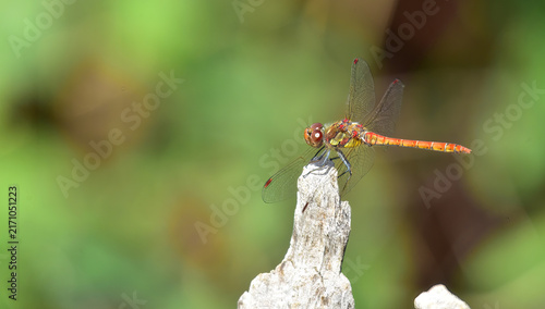 dragon fly perched and hunting