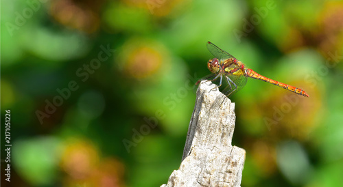 dragon fly perched and hunting
