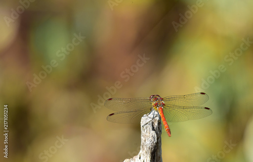 dragon fly perched and hunting