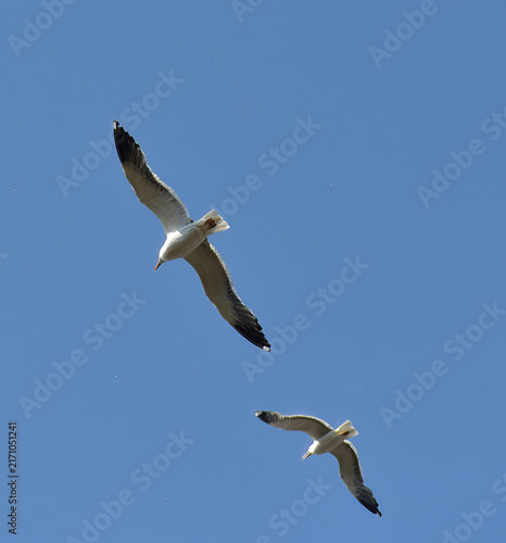gull soaring in the blue sky
