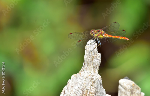 dragon fly perched and hunting