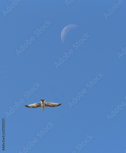 gull soaring in the blue sky