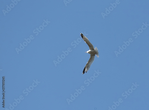 gull soaring in the blue sky
