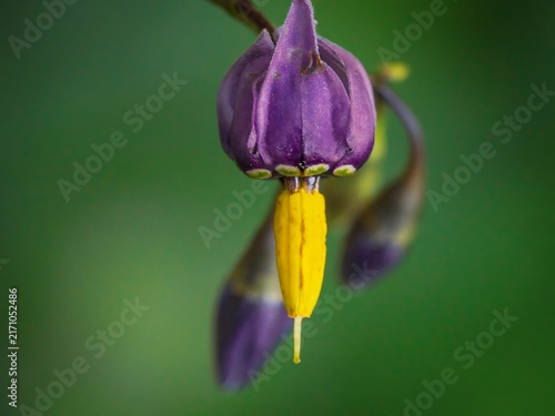Obraz na plátně Macro shot of a vibrant purple bittersweet nightshade flower featuring prominent