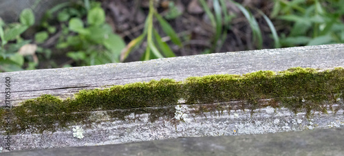 Obraz na płótnie Green Moss and Lichen Growing on a Weathered Wooden Fence