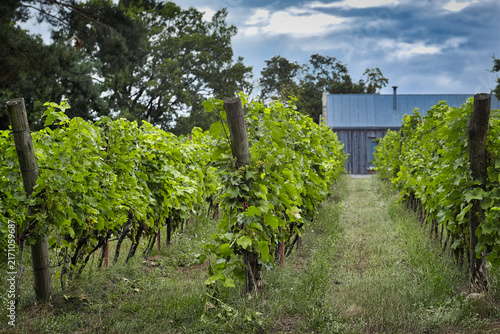 Idyllic vineyard with green grapevines, wooden posts and a rustic blue barn under a cloudy summer sky