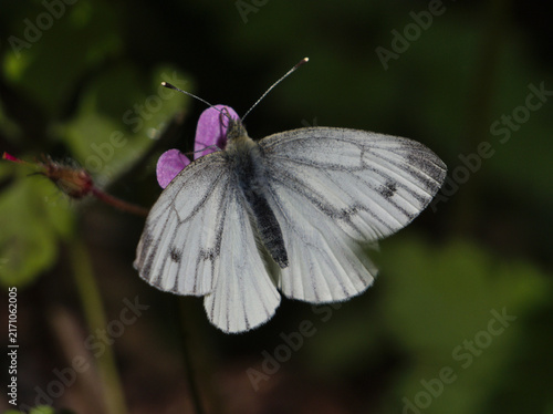 Bild auf Leinwand Isolated dorsal macro of a pieris rapae, or small white or cabbage butterfly on