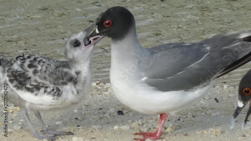 Swallow-tailed gull Galapagos endemic bird adult and hungry chick