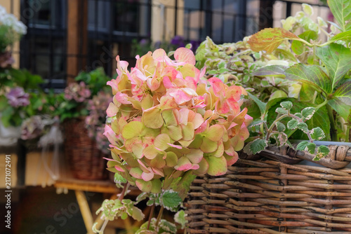 Beige Hydrangea flowers in a straw basket. Floristic design. Decorative pink flowers decorated coffee house. Cottage design style.