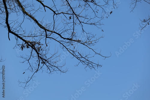 Картината върху платно tree branches against blue sky