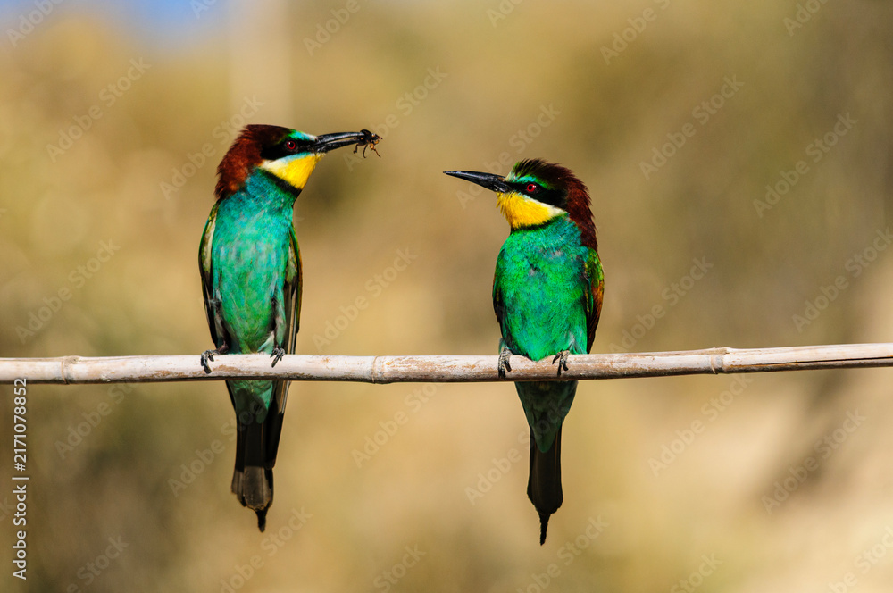 Fototapeta premium Pair of European Bee Eaters with Insect Prey