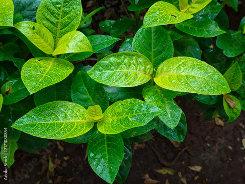 Vibrant Dewy Green Foliage Closeup. Bright lime and deep green leaf veins glistening with fresh raindrops offer a vivid, natural botanical macro background for eco projects. Nature background.