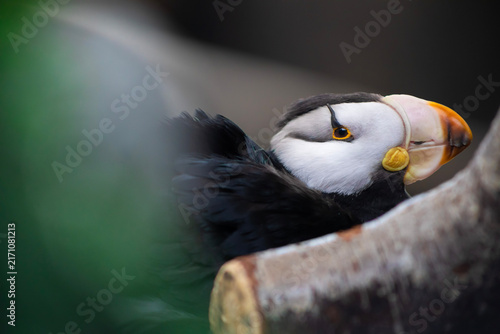 Close up on Horned Puffin