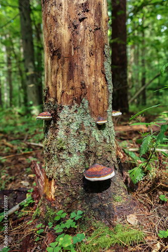 Quadro su tela Polypores (tinder fungi) grow on an old, dry tree trunk in the forest
