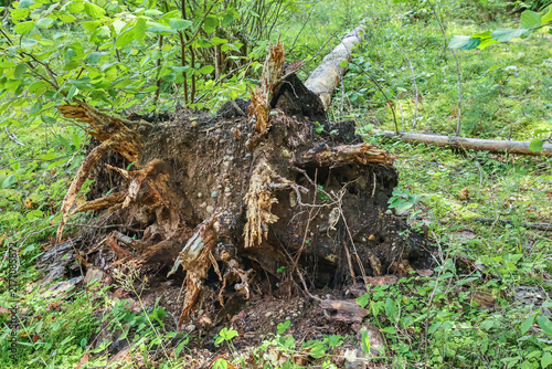 Cuadro en lienzo The uprooted butt of a fallen old tree in a green forest.