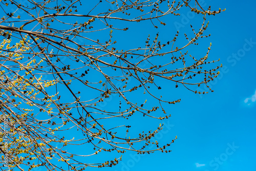 tree branches against blue sky