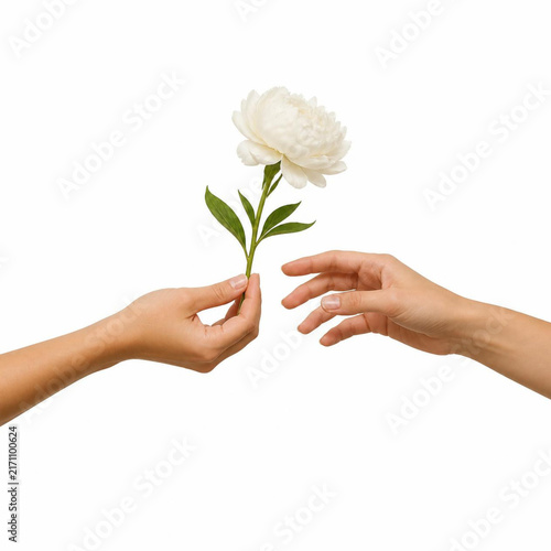 Una mano regala un fiore altra mano lo prende sfondo bianco