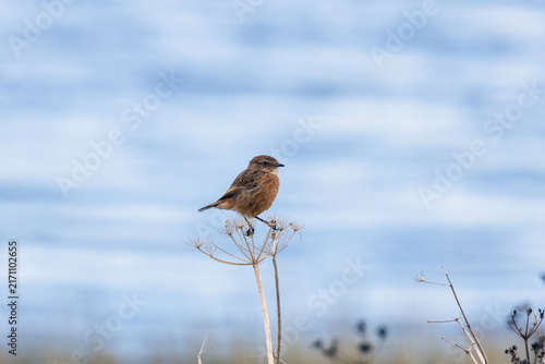 Stonechat on a dead umbel