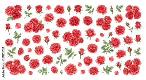 red rose pattern isolated on white background