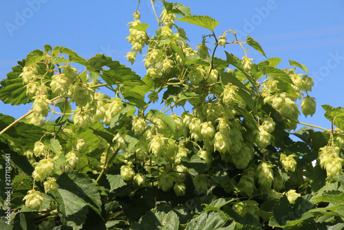 Obraz na plátně On the stem of the plant cones of common hops (Humulus lupulus)