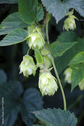 Fotografie On the stem of the plant cones of common hops (Humulus lupulus)