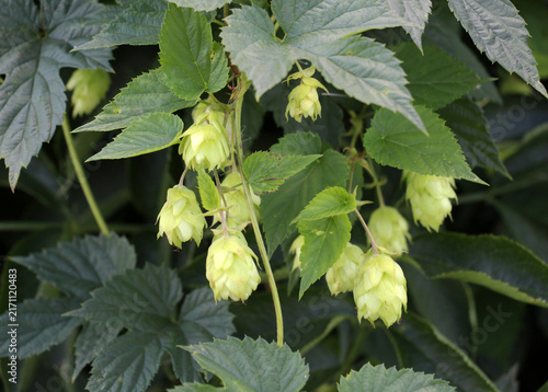 Cuadro en lienzo On the stem of the plant cones of common hops (Humulus lupulus)